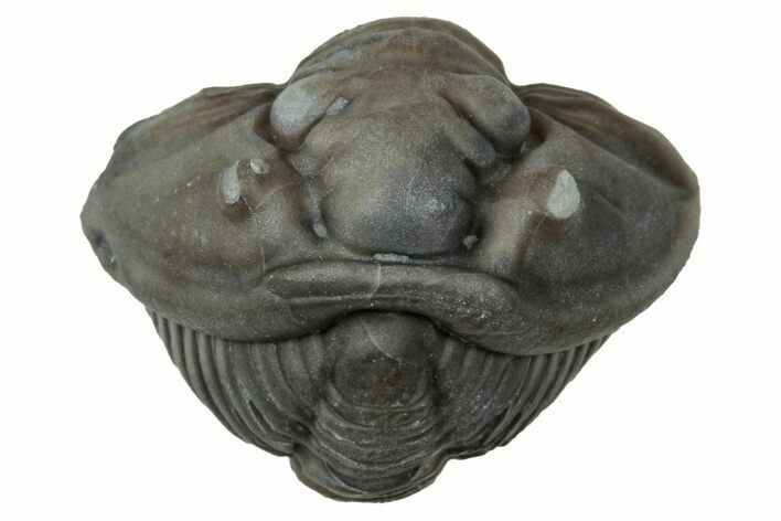 Wide Enrolled Flexicalymene Trilobite - Mt Orab, Ohio #347261